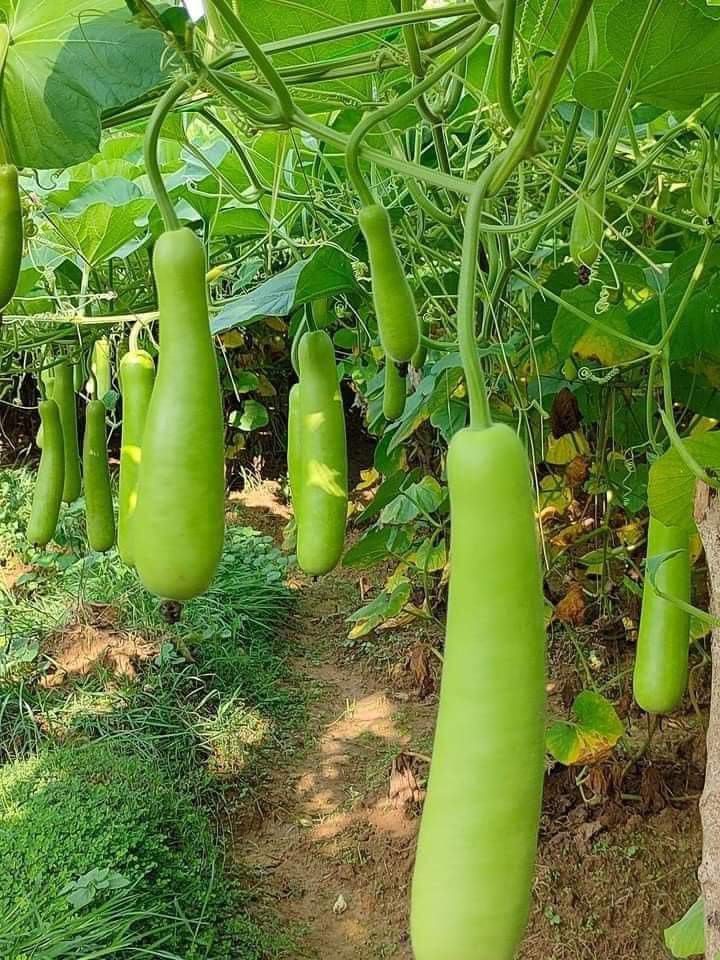 Eco Agriculture